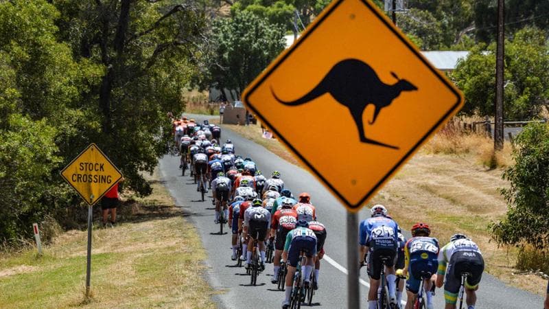 Canguro lungo il tracciato del Tour Down Under, Vine scivola ma riesce a vincere. 1