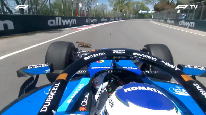 Albon coinvolto in un incidente con una marmotta durante le prove libere del GP del Canada di F1, un episodio già accaduto in passato. 1